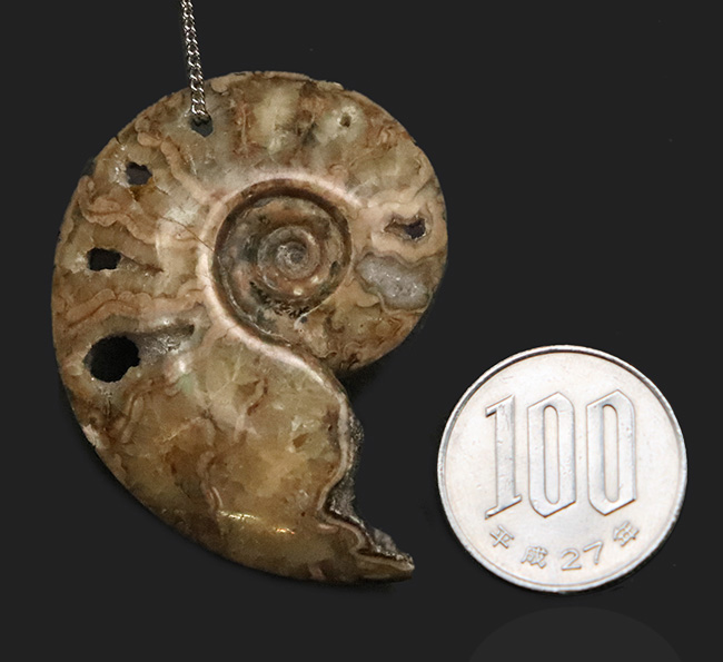 悠久の時を、あなたの日常に。大切な方へのプレゼントにもおすすめ。マダガスカル産のポリッシュアンモナイト（Ammonite）を使ったペンダントトップ（シルバーチェーン、高級ジュエリーケース付き）（その6）