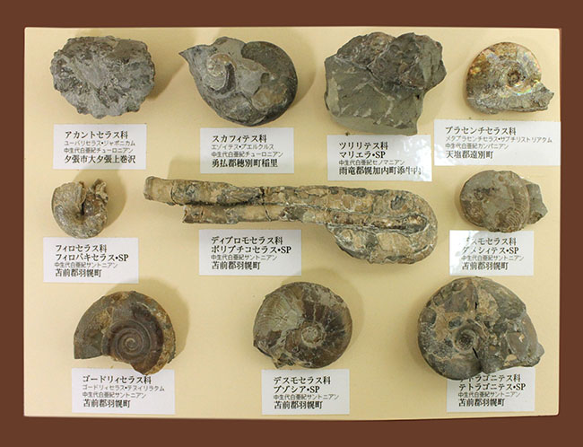 リアル図鑑！豪華！10種の北海道産標本が集結した1点ものの特別セット。/中生代白亜紀（1億3500万 -- 6500万年前） 化石セブンスマホ