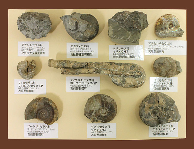 リアル図鑑!豪華!10種の北海道産標本が集結した1点ものの特別セット。(その1)