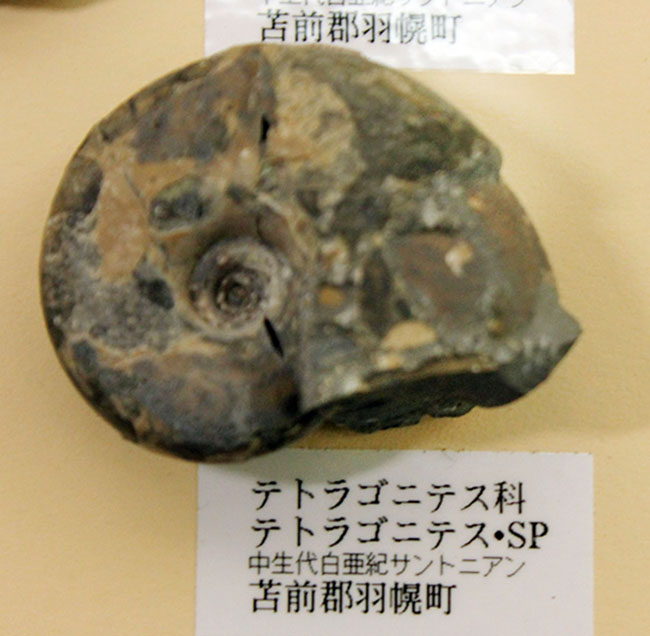 リアル図鑑!豪華!10種の北海道産標本が集結した1点ものの特別セット。(その10)