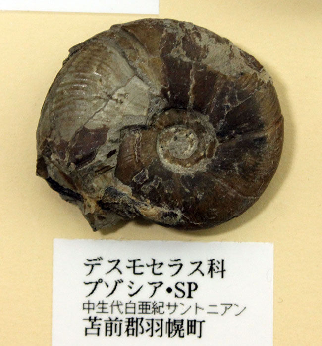 リアル図鑑!豪華!10種の北海道産標本が集結した1点ものの特別セット。(その11)