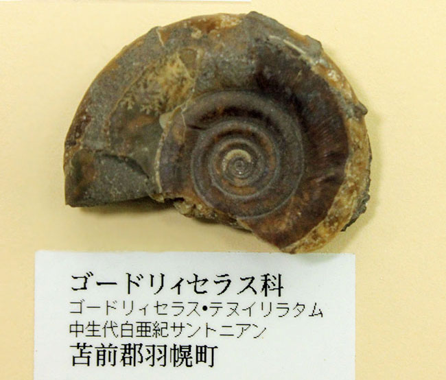 リアル図鑑!豪華!10種の北海道産標本が集結した1点ものの特別セット。(その12)