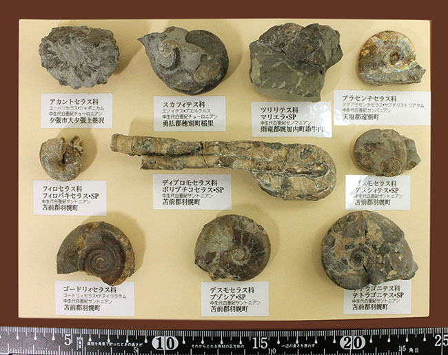 リアル図鑑!豪華!10種の北海道産標本が集結した1点ものの特別セット。(その15)