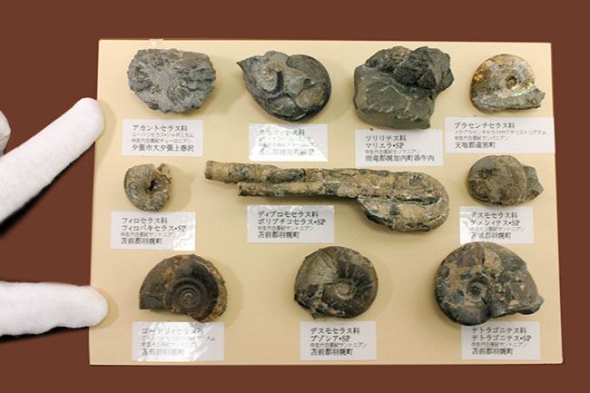 リアル図鑑!豪華!10種の北海道産標本が集結した1点ものの特別セット。(その2)