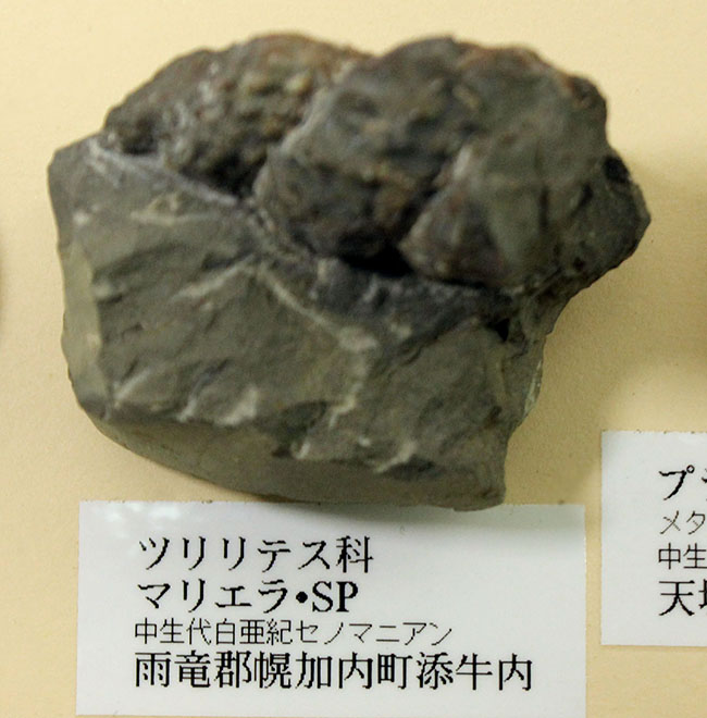 リアル図鑑!豪華!10種の北海道産標本が集結した1点ものの特別セット。(その4)