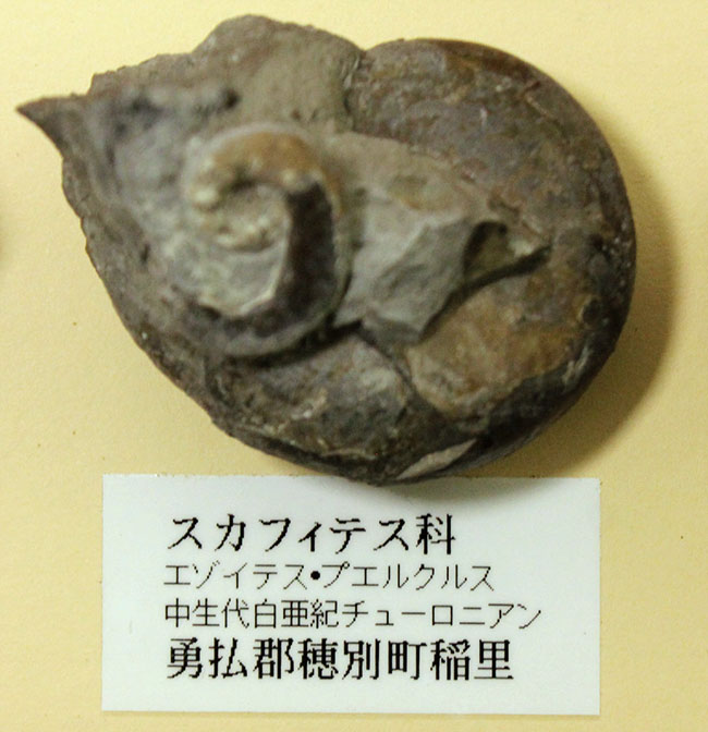 リアル図鑑!豪華!10種の北海道産標本が集結した1点ものの特別セット。(その5)