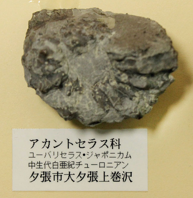 リアル図鑑!豪華!10種の北海道産標本が集結した1点ものの特別セット。(その6)