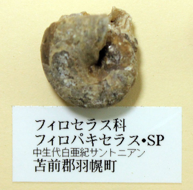 リアル図鑑!豪華!10種の北海道産標本が集結した1点ものの特別セット。(その7)