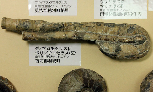 リアル図鑑!豪華!10種の北海道産標本が集結した1点ものの特別セット。(その8)