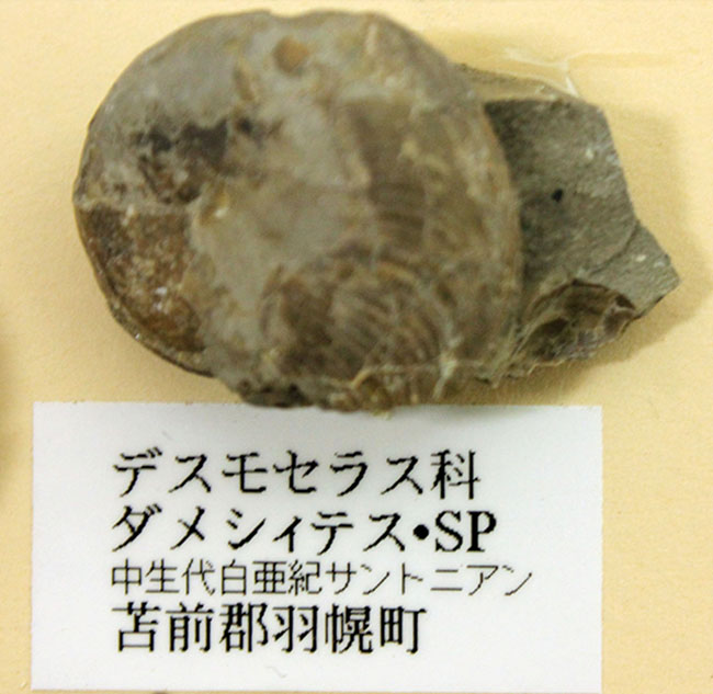 リアル図鑑!豪華!10種の北海道産標本が集結した1点ものの特別セット。(その9)