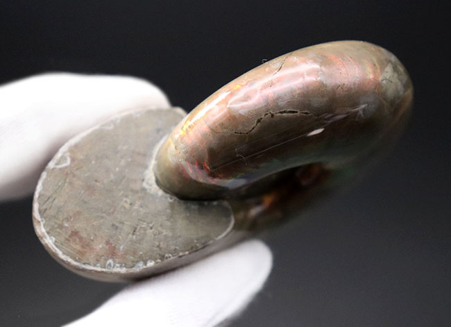 多色彩、丸くてスムース、そして大きい!マダガスカルの遊色アンモナイト、デスモセラス(Desmoceras)のハイクラス化石(その14)