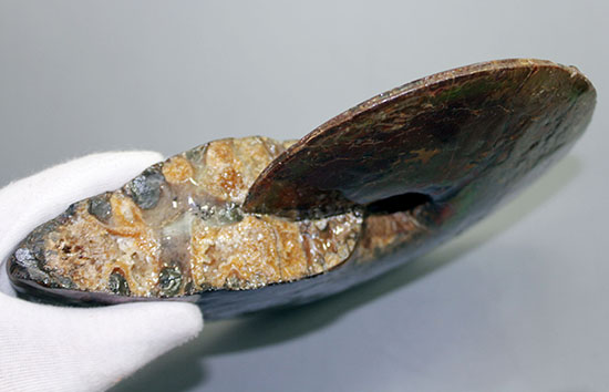 20cm超えの大判標本！両面光り！全体が赤に輝き、強い発色の朱が実に美しいアンモライト完全体（その7）