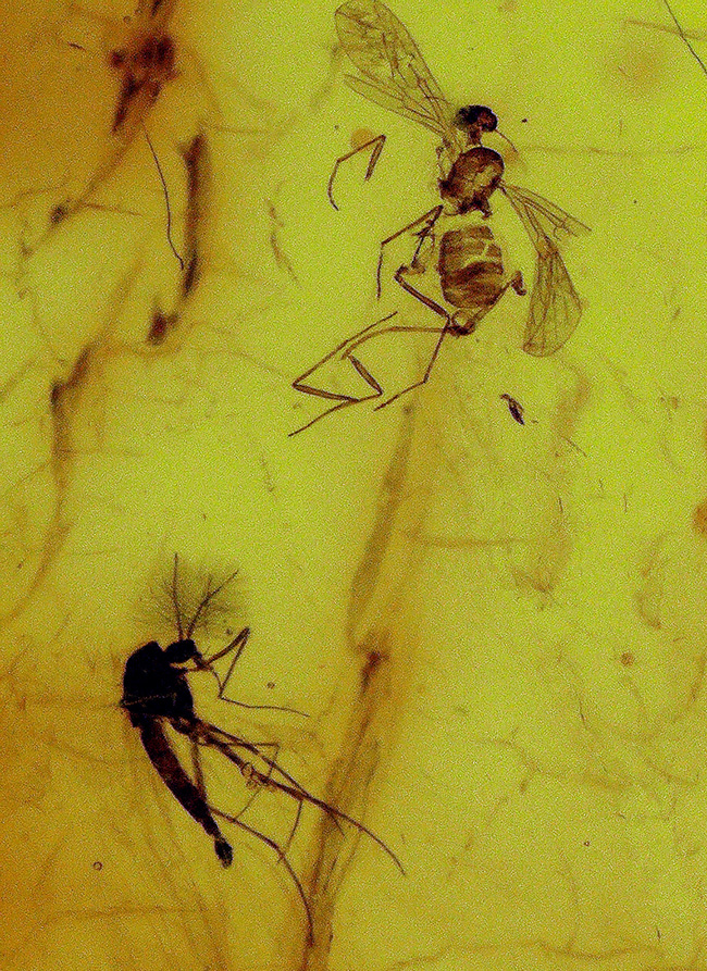 貴方の胸元を4000万年前の琥珀で飾ろう!虫を三匹内包した、大きなバルト海産琥珀(Amber)のペンダントトップ(シルバーチェーン、高級ジュエリーケース付き)。(その1)
