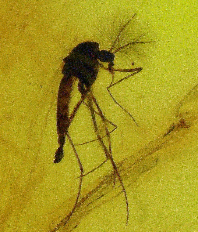 貴方の胸元を4000万年前の琥珀で飾ろう!虫を三匹内包した、大きなバルト海産琥珀(Amber)のペンダントトップ(シルバーチェーン、高級ジュエリーケース付き)。(その5)
