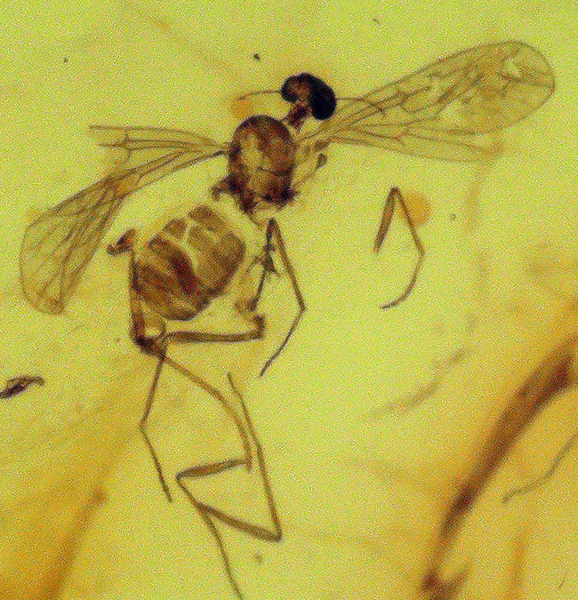 貴方の胸元を4000万年前の琥珀で飾ろう!虫を三匹内包した、大きなバルト海産琥珀(Amber)のペンダントトップ(シルバーチェーン、高級ジュエリーケース付き)。(その6)