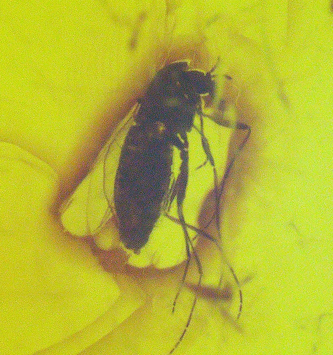 貴方の胸元を4000万年前の琥珀で飾ろう!虫を三匹内包した、大きなバルト海産琥珀(Amber)のペンダントトップ(シルバーチェーン、高級ジュエリーケース付き)。(その7)