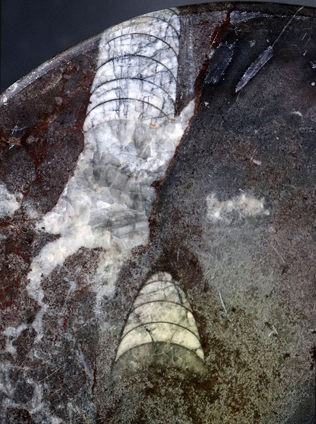 古生代の海をお部屋に展示しませんか？オルソセラス化石がプレートに！デボン紀オルソセラスお皿の化石（Orthoceras）（その4）