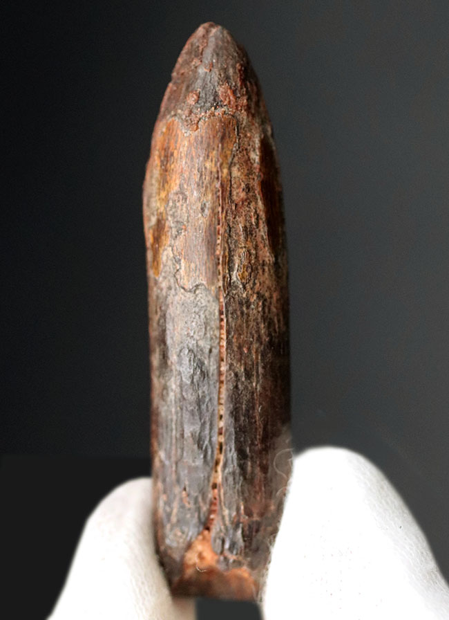 まさに「釘」の形をした竜脚形類恐竜、ケイティオサウルス(Cetiosaurus)の歯化石(その2)
