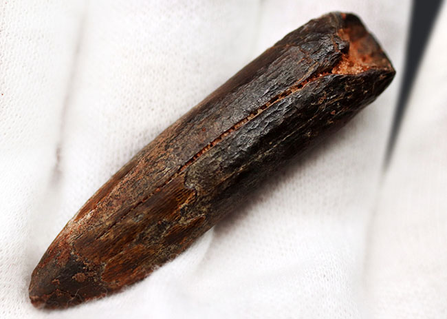 まさに「釘」の形をした竜脚形類恐竜、ケイティオサウルス
