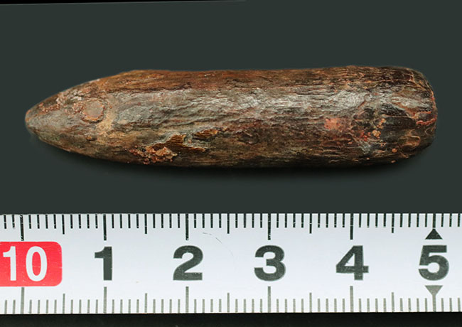 まさに「釘」の形をした竜脚形類恐竜、ケイティオサウルス(Cetiosaurus)の歯化石(その7)
