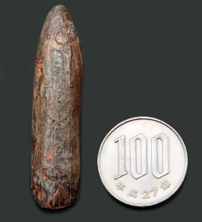 まさに「釘」の形をした竜脚形類恐竜、ケイティオサウルス(Cetiosaurus)の歯化石(その8)