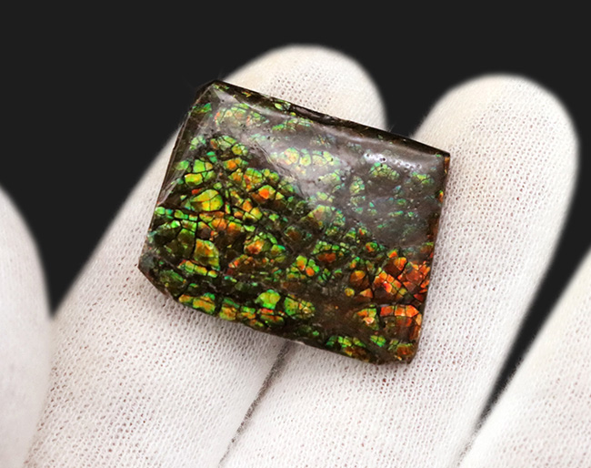 化石でありながら宝石でもある希有な存在、カナダ・アルバータ州の大地が産んだ美しき宝石、アンモライト(Ammolite)のピース(その4)