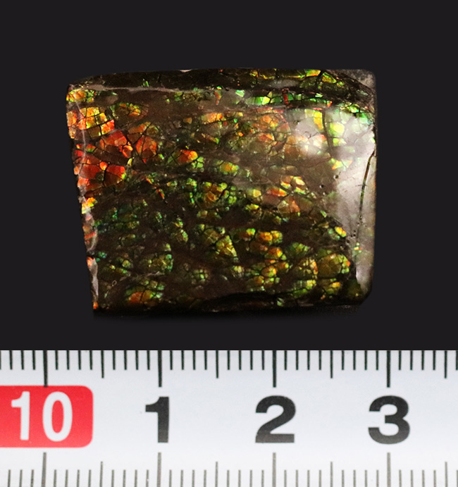 化石　原石　アンモライト　アンモナイト　カナダ産　幅5.7cm 箱付き アンモライト原石 【化石ジュエリー宝石販売ルーム】
