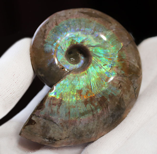 厳選に厳選を重ねた極上品！眩いばかりに輝く、一級の遊色アンモナイト