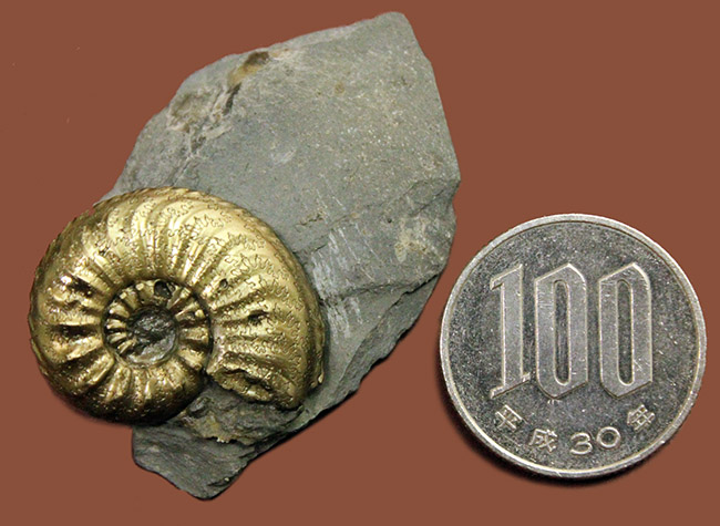 フランスのジュラ紀の地層から採集された黄鉄鉱アンモナイト、アマルテウス（Amaltheus sp.）（その11）