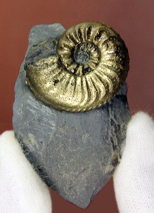 フランスのジュラ紀の地層から採集された黄鉄鉱アンモナイト、アマルテウス（Amaltheus sp.）（その2）