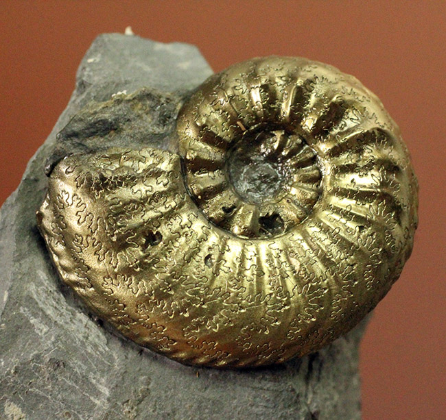 フランスのジュラ紀の地層から採集された黄鉄鉱アンモナイト、アマルテウス（Amaltheus sp.）（その3）