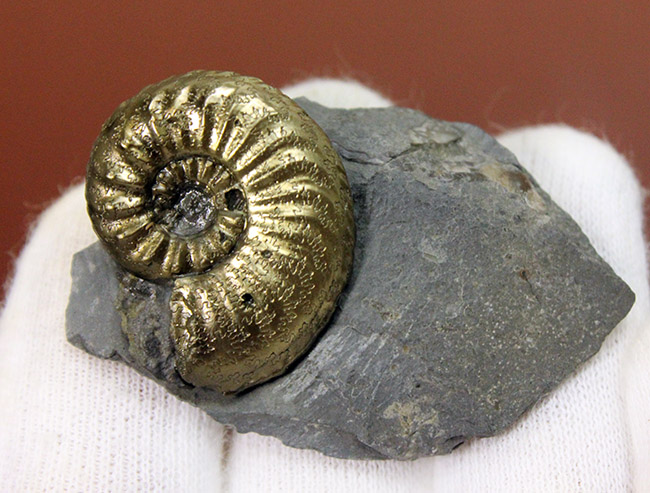 フランスのジュラ紀の地層から採集された黄鉄鉱アンモナイト、アマルテウス（Amaltheus sp.）（その5）