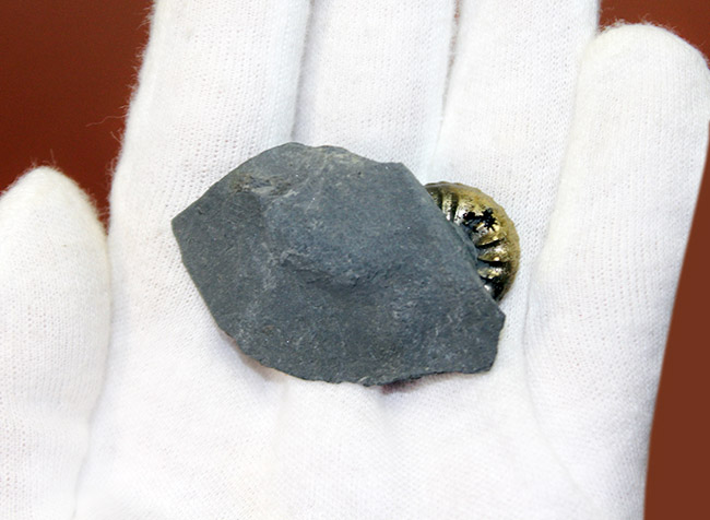 フランスのジュラ紀の地層から採集された黄鉄鉱アンモナイト、アマルテウス（Amaltheus sp.）（その6）