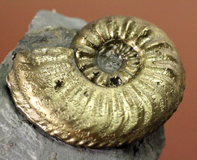 フランスのジュラ紀の地層から採集された黄鉄鉱アンモナイト、アマルテウス（Amaltheus sp.）（その7）