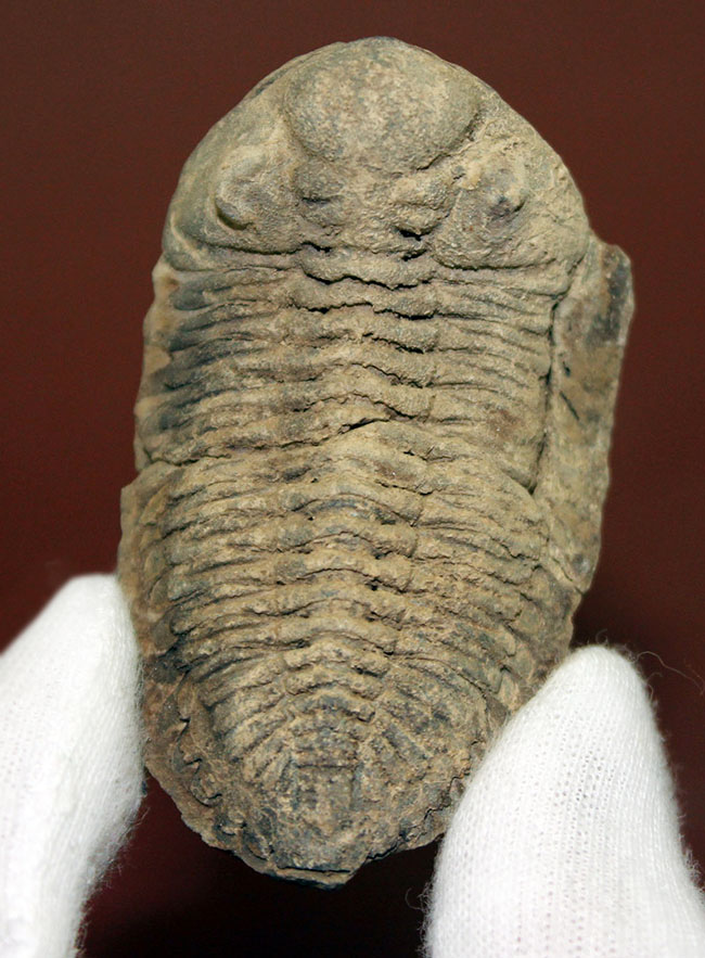 珍しい南米ボリビア産の三葉虫、エルドレジア・ヴェヌストゥス(Eldredgeia venustus)(その1)