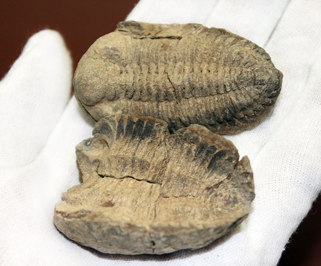 三葉虫 化石 ボリビア産 三葉虫化石 究極のレトロ 南米ボリビア ボリビア ご予約品