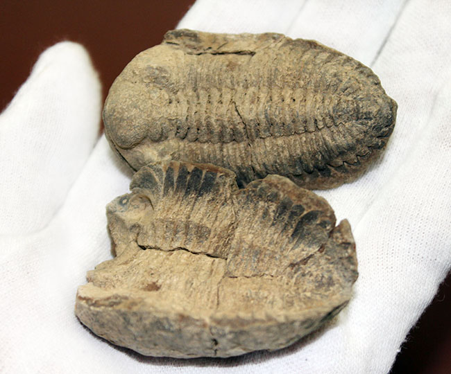 珍しい南米ボリビア産の三葉虫、エルドレジア・ヴェヌストゥス(Eldredgeia venustus)(その2)