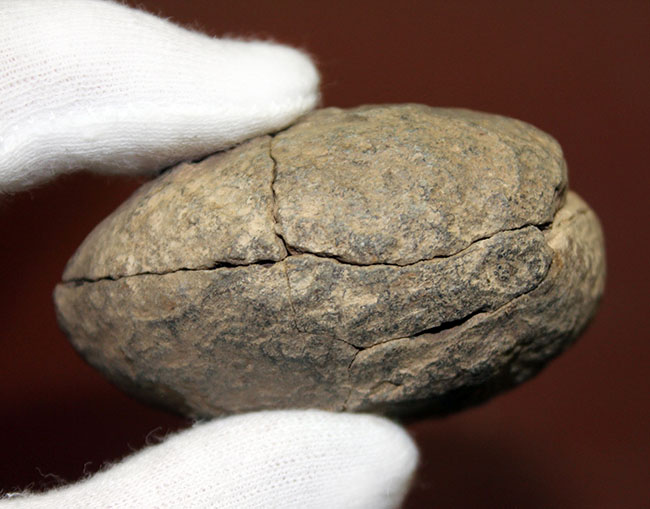 珍しい南米ボリビア産の三葉虫、エルドレジア・ヴェヌストゥス