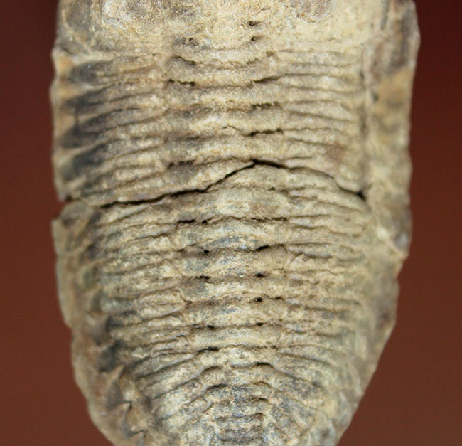 珍しい南米ボリビア産の三葉虫、エルドレジア・ヴェヌストゥス(Eldredgeia venustus)(その5)