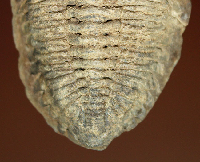 珍しい南米ボリビア産の三葉虫、エルドレジア・ヴェヌストゥス(Eldredgeia venustus)(その6)