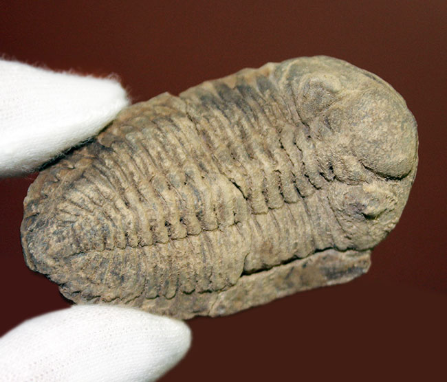 入荷量 三葉虫 化石 ボリビア産 南アメリカ trilobite 南米産fossil②