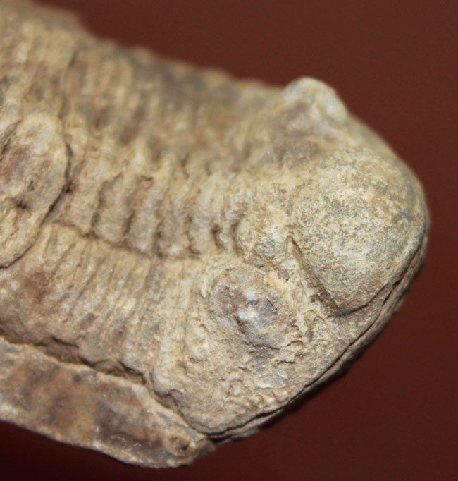珍しい南米ボリビア産の三葉虫、エルドレジア・ヴェヌストゥス(Eldredgeia venustus)(その8)