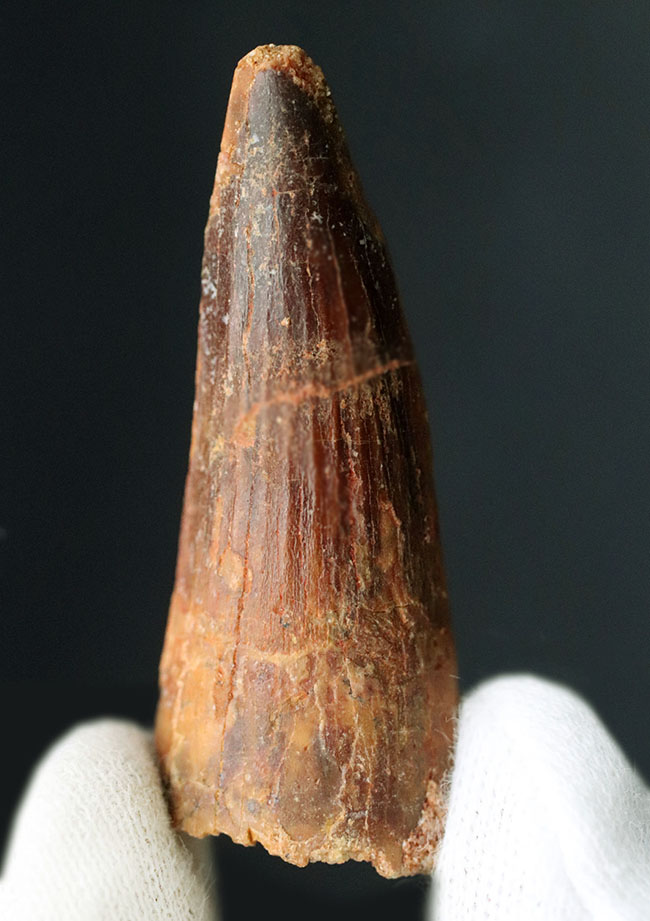 およそ1億年前の北アフリカの王者、一生の半分以上を水中で過ごしたスピノサウルス(Spinosaurus)の歯化石(その1)