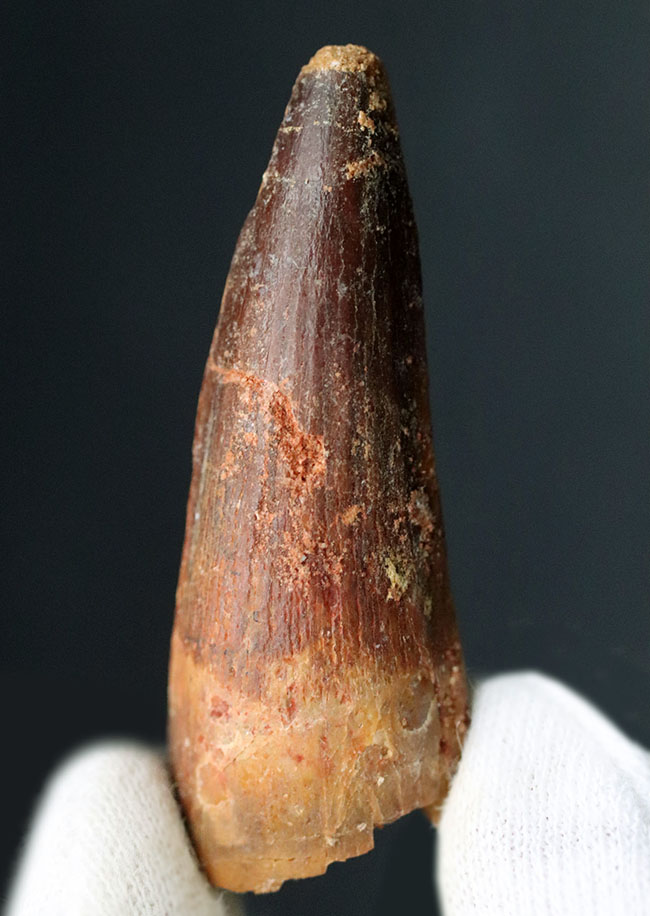 およそ1億年前の北アフリカの王者、一生の半分以上を水中で過ごしたスピノサウルス(Spinosaurus)の歯化石(その2)