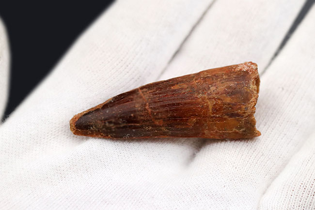 およそ1億年前の北アフリカの王者、一生の半分以上を水中で過ごしたスピノサウルス(Spinosaurus)の歯化石(その3)