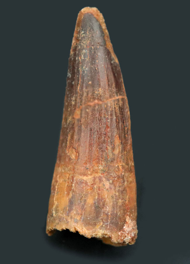 およそ1億年前の北アフリカの王者、一生の半分以上を水中で過ごしたスピノサウルス(Spinosaurus)の歯化石(その5)