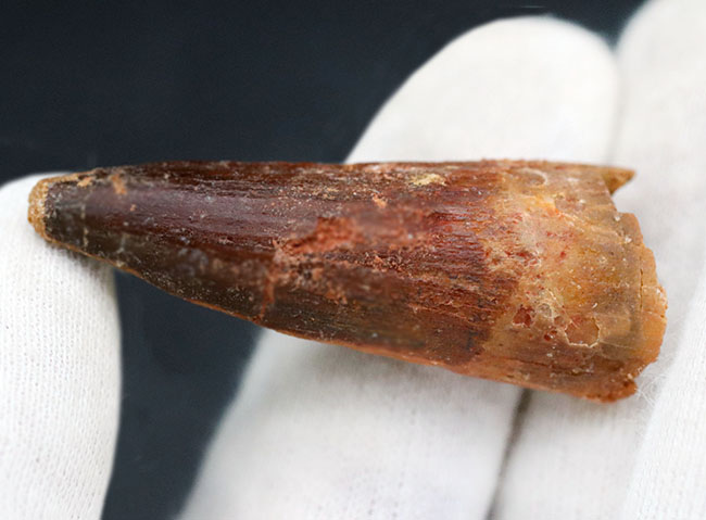 およそ1億年前の北アフリカの王者、一生の半分以上を水中で過ごしたスピノサウルス(Spinosaurus)の歯化石(その6)
