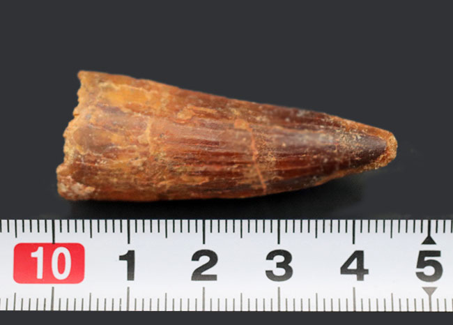 およそ1億年前の北アフリカの王者、一生の半分以上を水中で過ごしたスピノサウルス(Spinosaurus)の歯化石(その8)