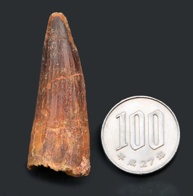 およそ1億年前の北アフリカの王者、一生の半分以上を水中で過ごしたスピノサウルス(Spinosaurus)の歯化石(その9)