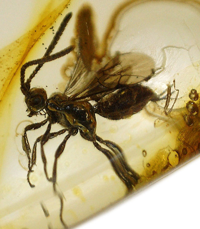 虫入り琥珀コレクター必見!!希少なヒメバチを内包した、4000万年前の針葉樹の樹脂が起源のバルティックアンバー(琥珀)(その1)